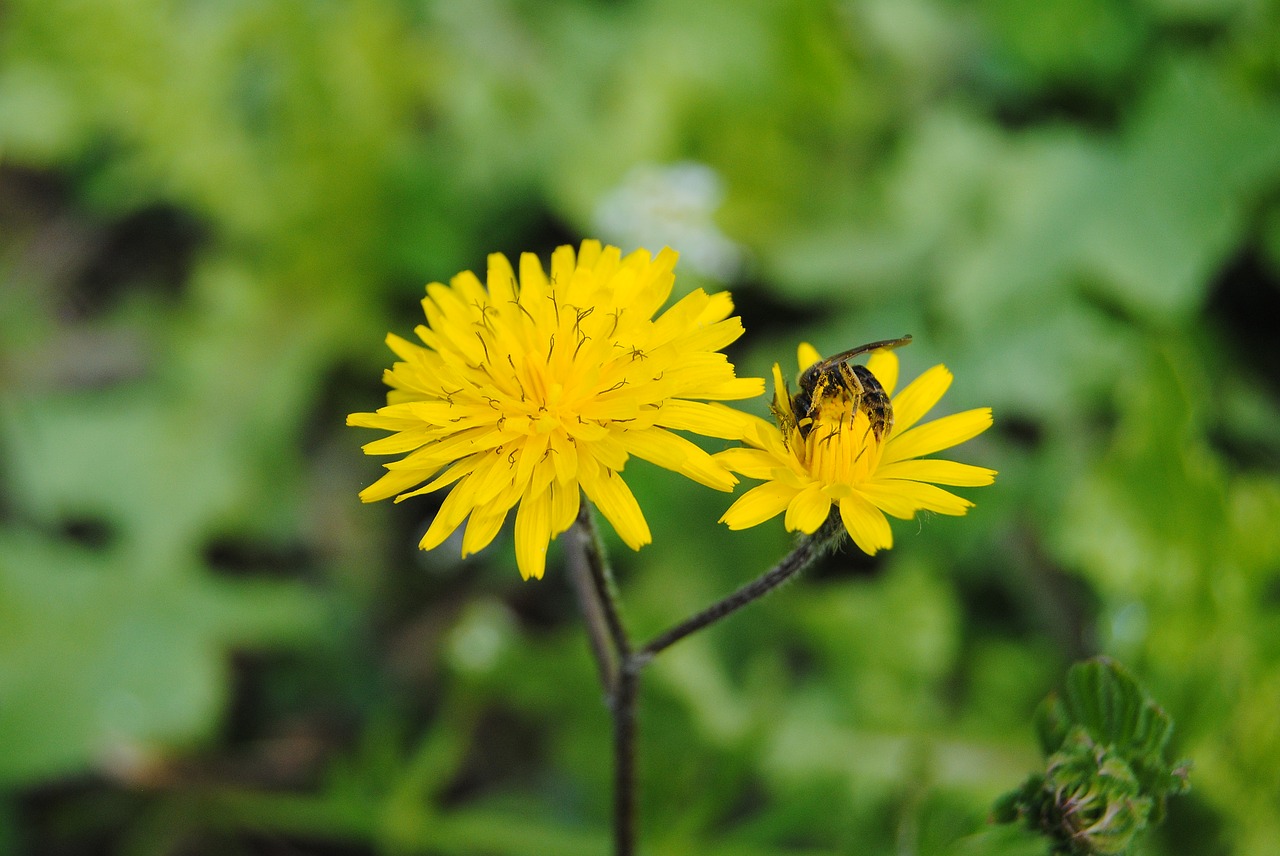 blooming bee natural free photo