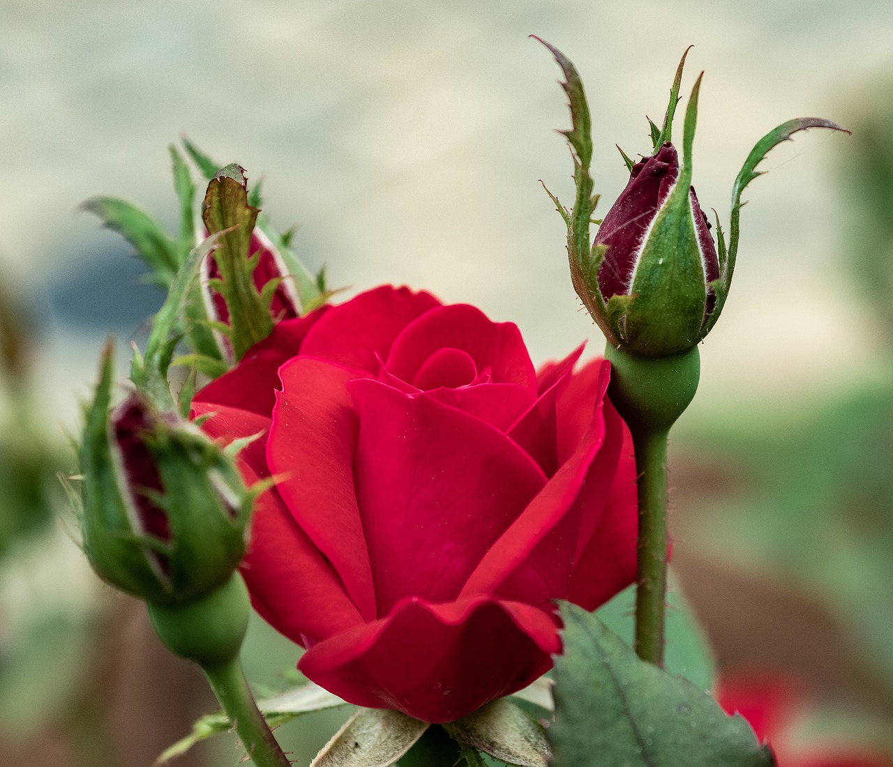 blooming  flower  red free photo