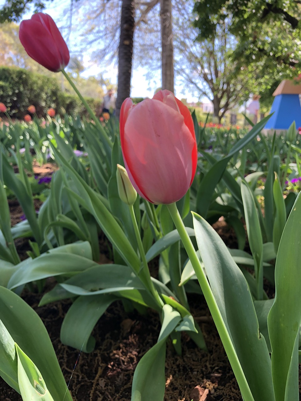 blooming  daffodils  spring free photo