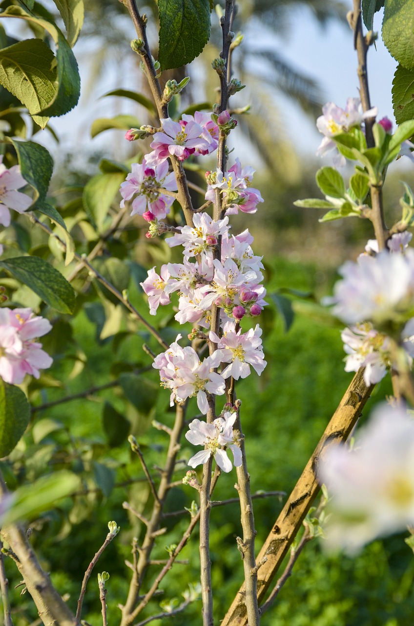 blooming  spring  plant free photo