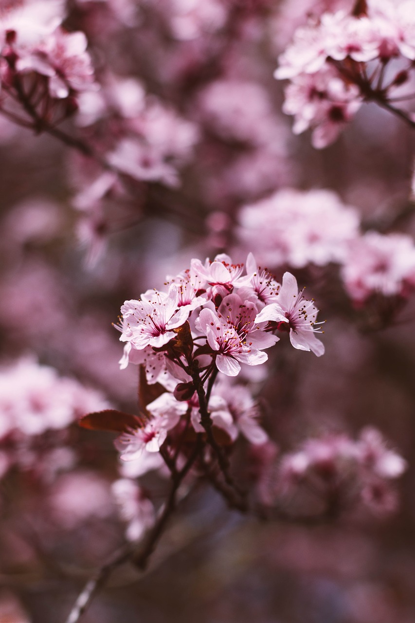 blooming  blossom  spring free photo
