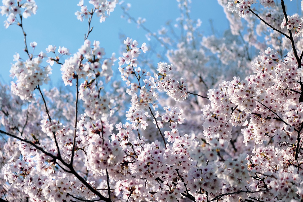 blooming  spring  flowers free photo