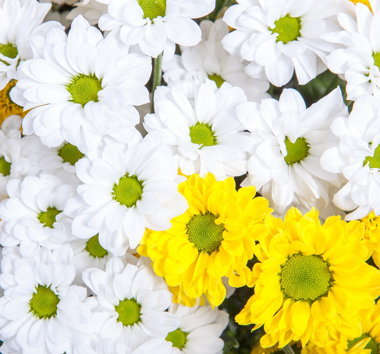 blooming chrysanthemum bloom free photo