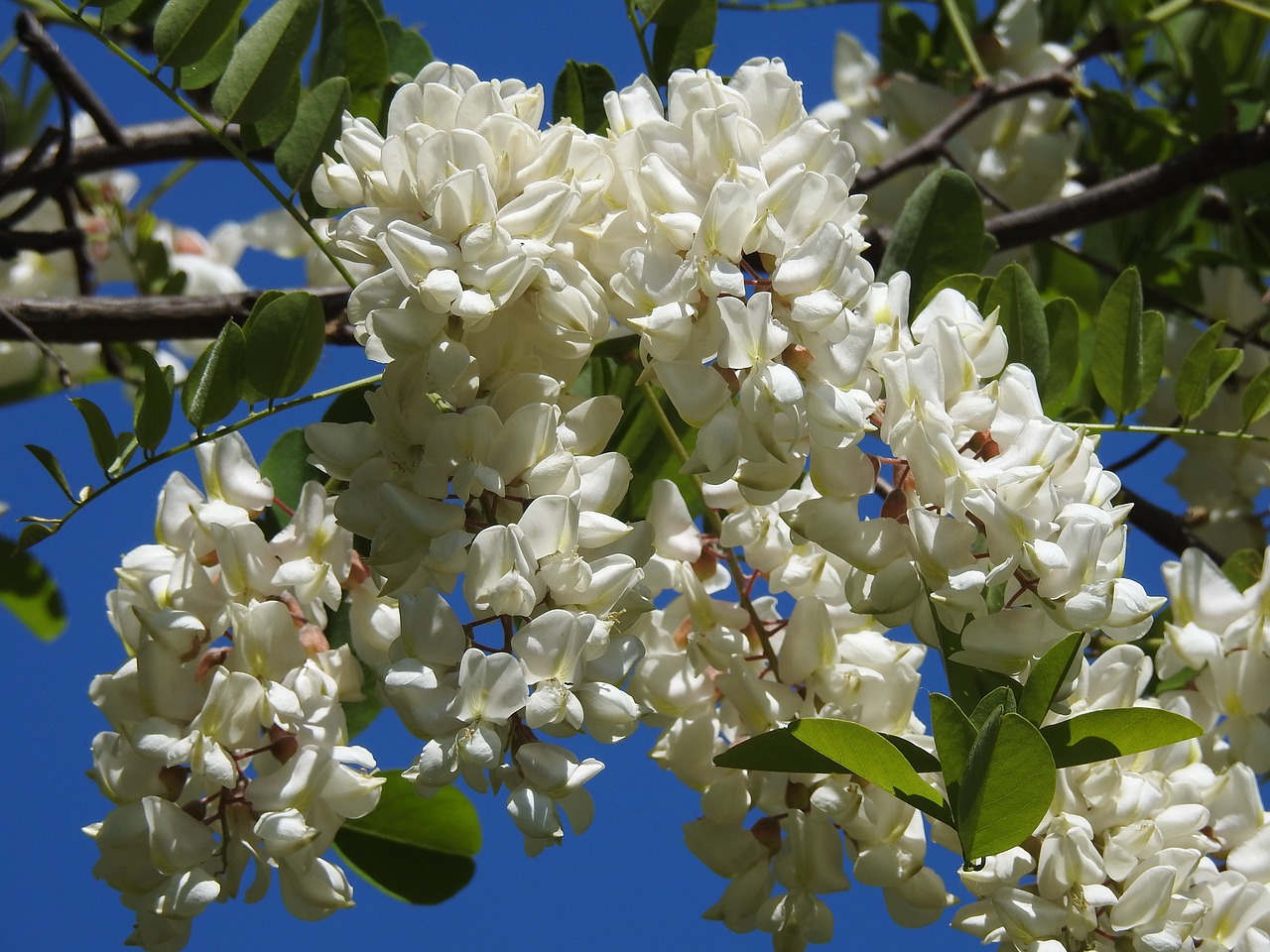 blooming acacia  acacia  spring free photo