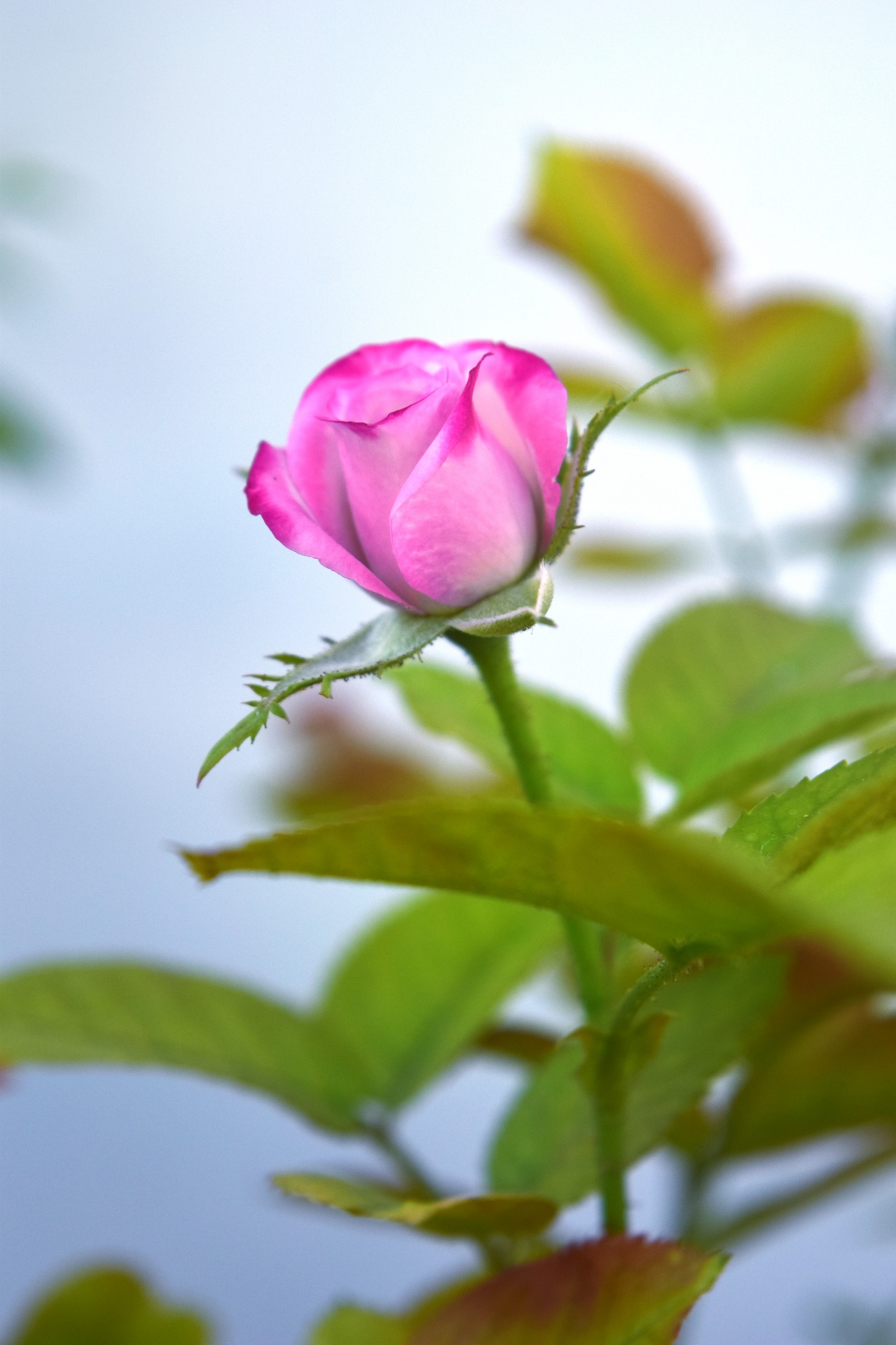 rose flower pink free photo