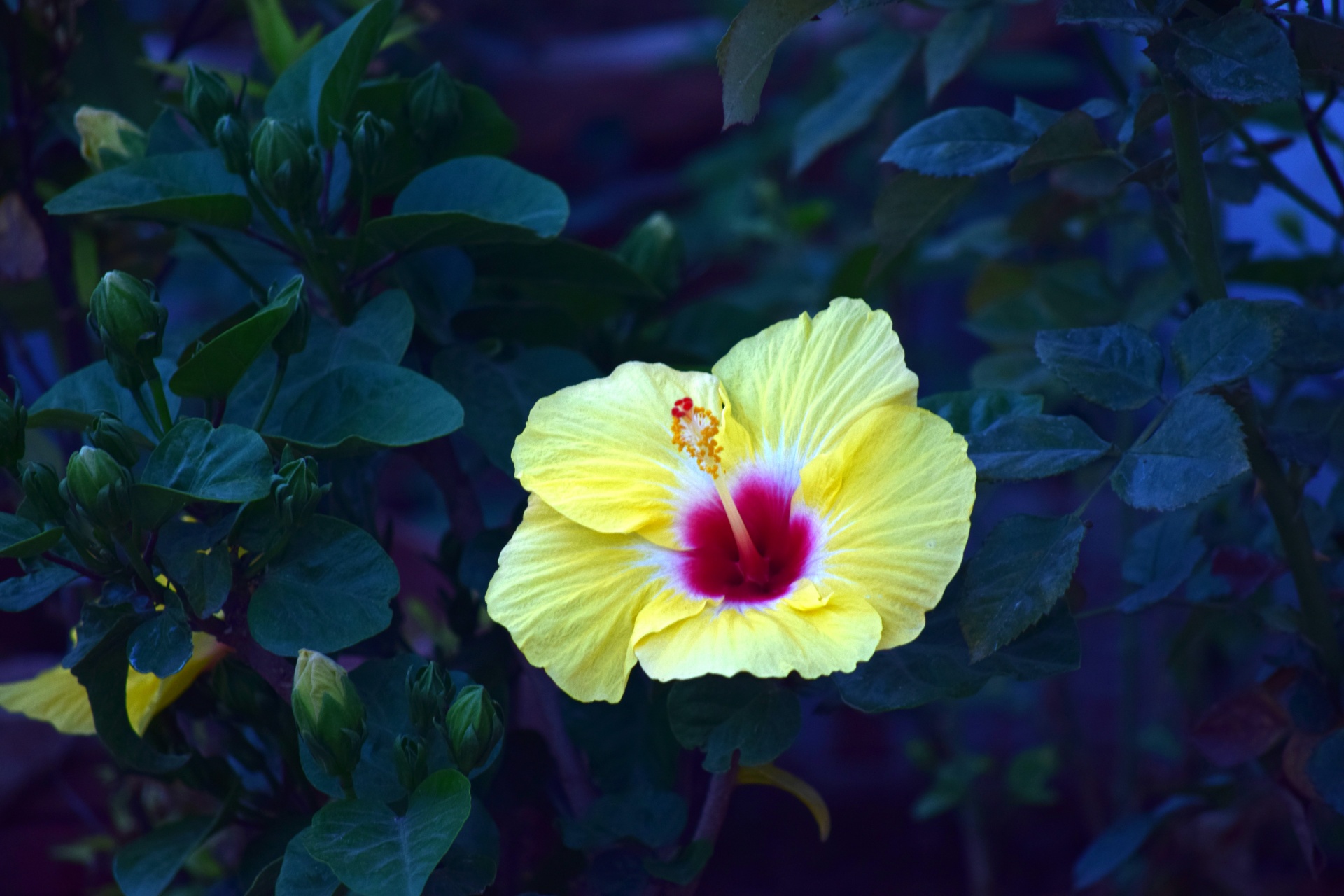 hibiscus flower yellow free photo