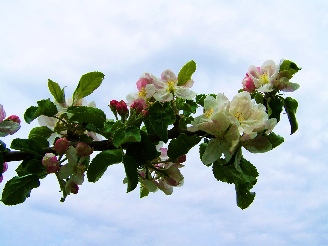 blooming apple tree white-pink flower spring free photo