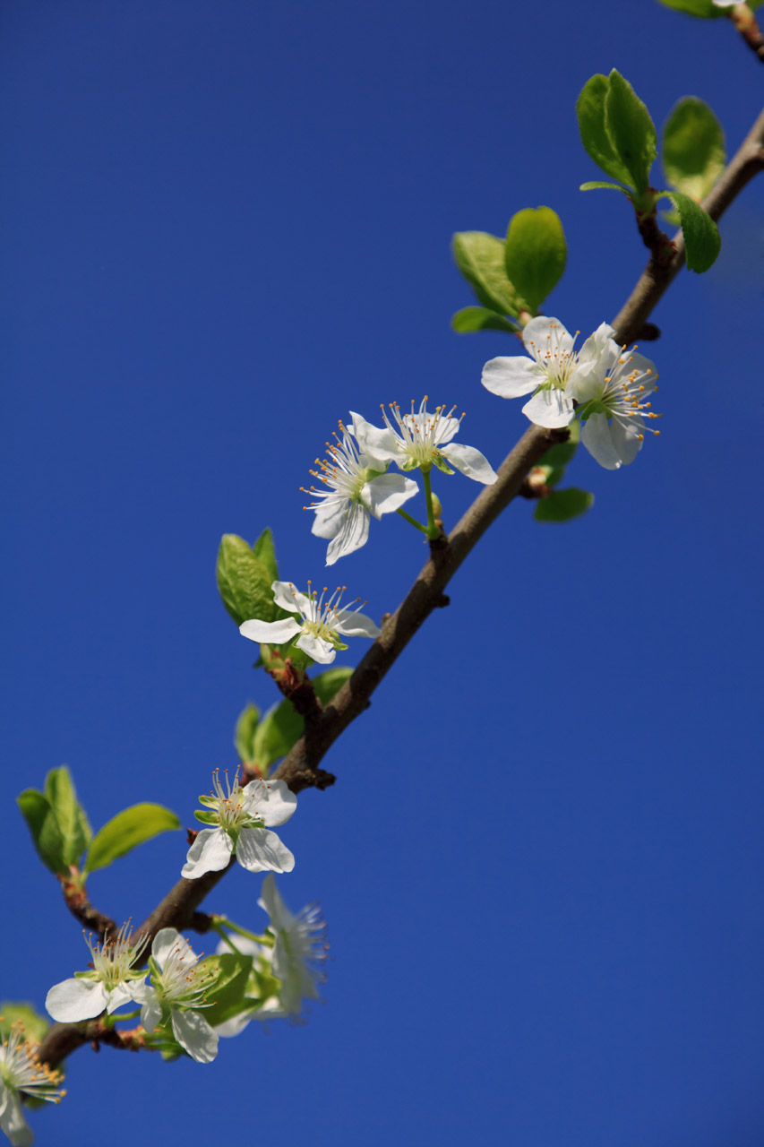 agriculture apple bloom free photo