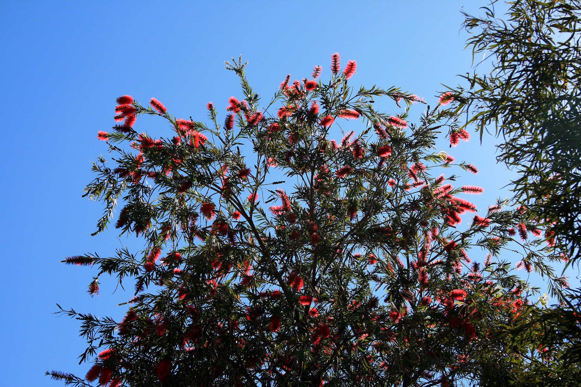 tree flowers red free photo