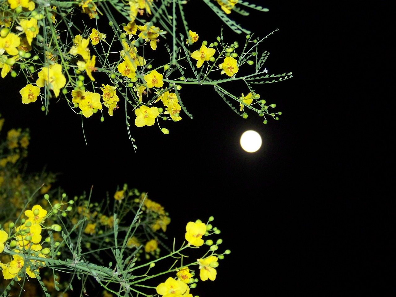 blooming branches night sky contrast free photo