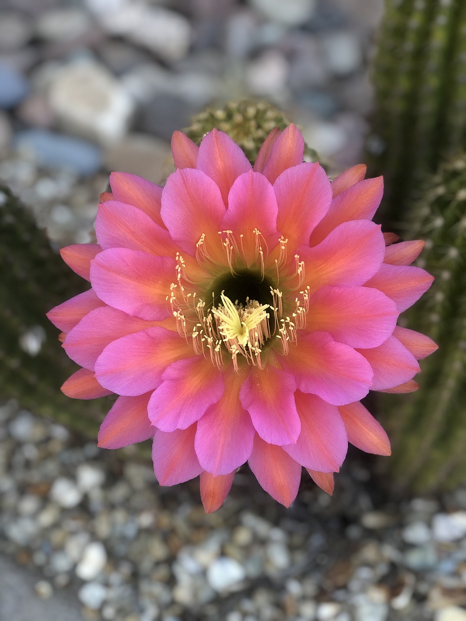 blooming cactus  arizona  spring free photo