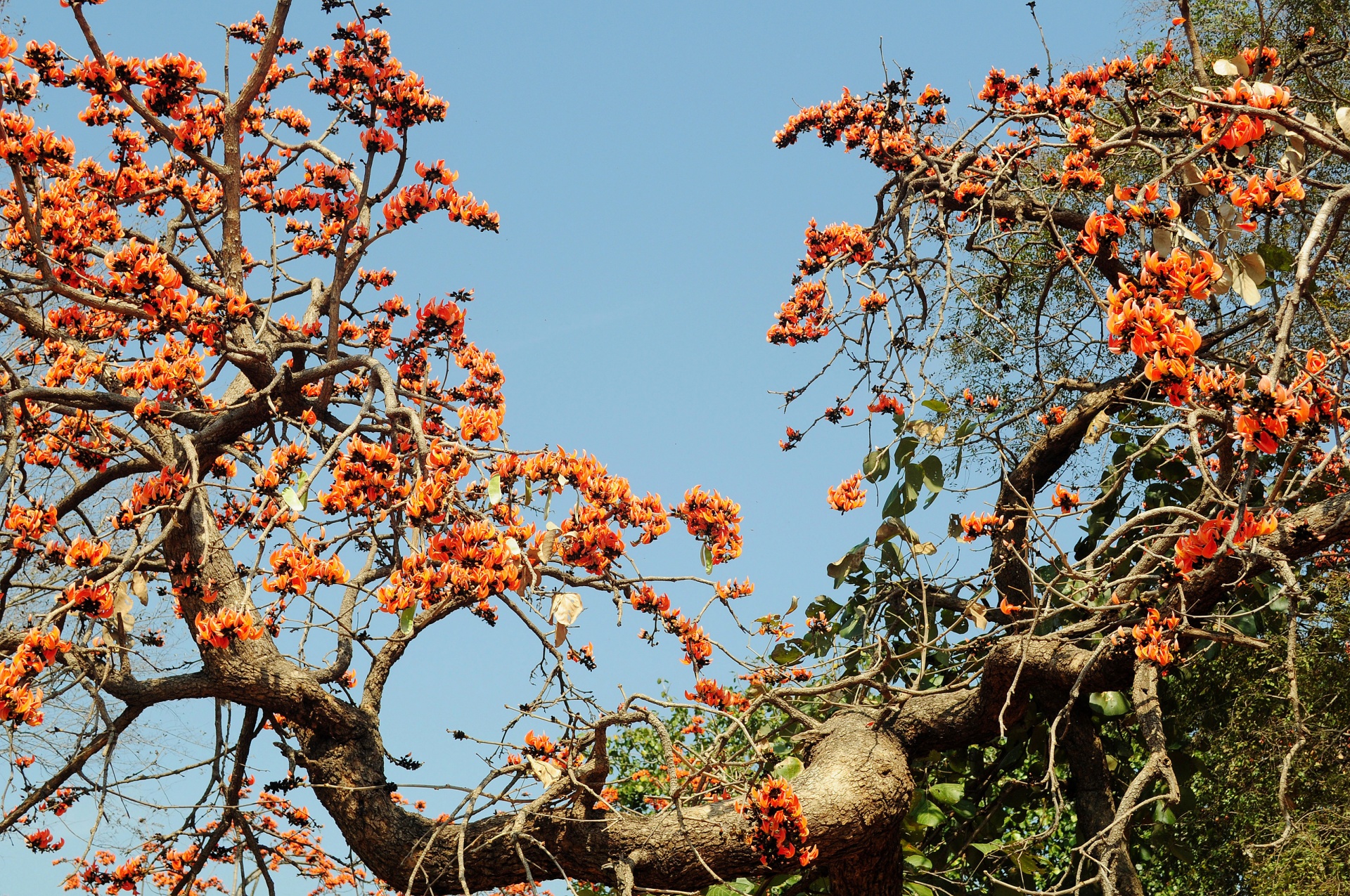 tree flower bloom free photo