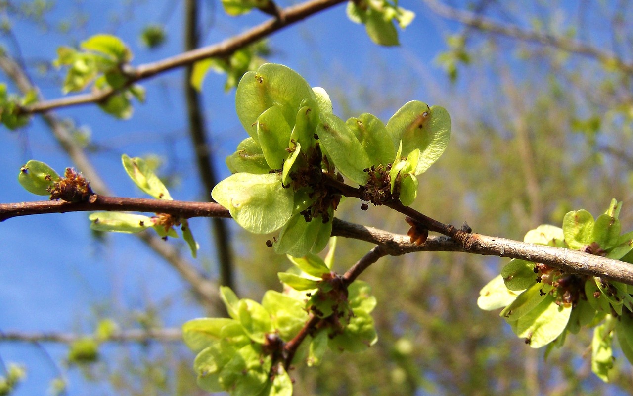 blooming elm branch green inflorescence spring free photo