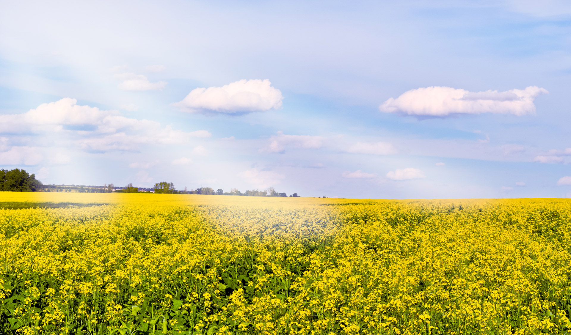 field flowers yellow free photo