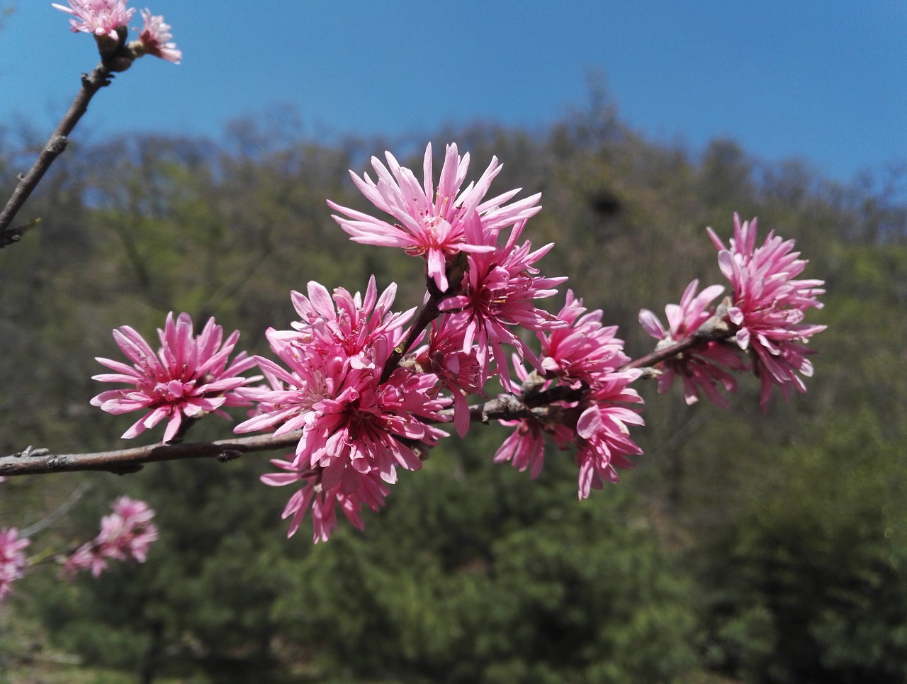 blooming flowers spring peach valley free photo