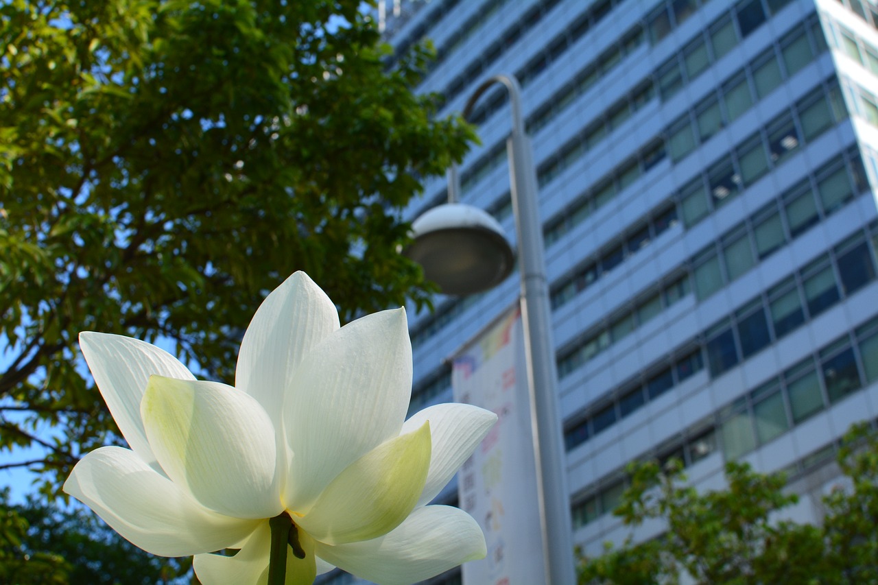blooming flowers  office buildings outside of the flower  lotus pond free photo