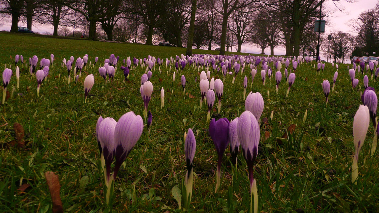 blooming flowers blooming flowers free photo