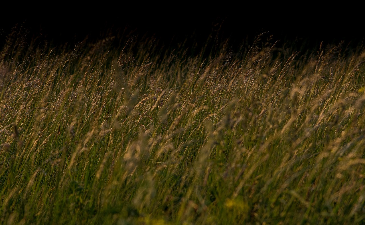 blooming grass on a dark background  grass  the background free photo