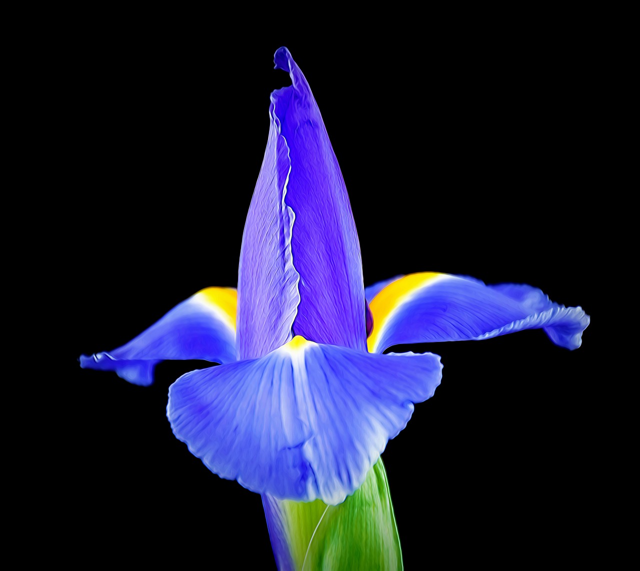 blooming iris  iris  bloom free photo