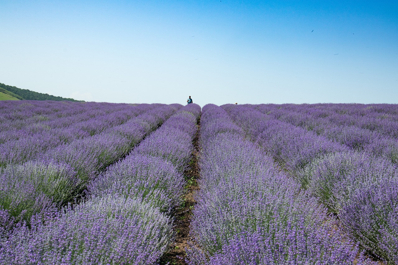 blooming lavender  summer  purple free photo