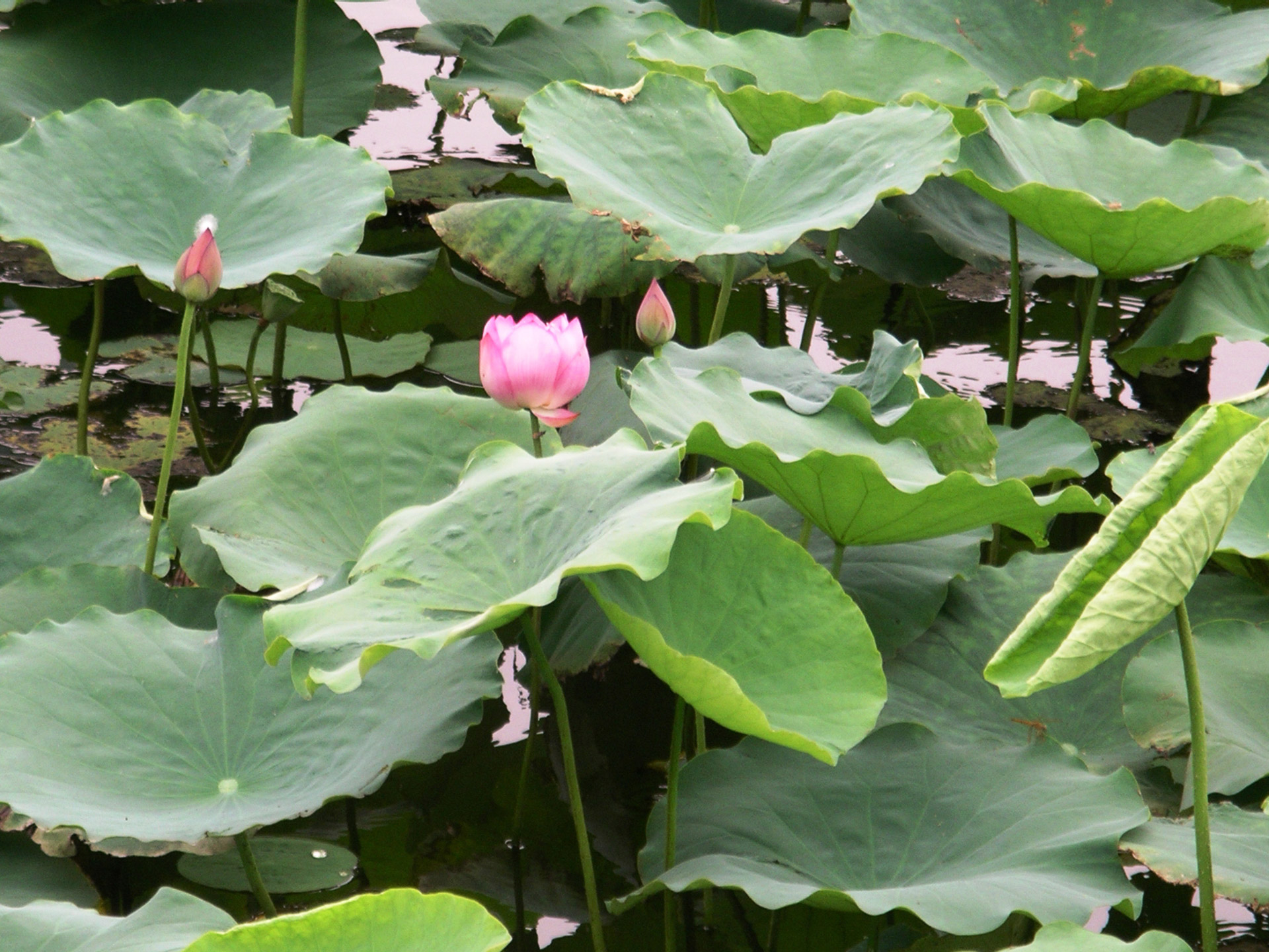 lotus blooming blooming lotus free photo