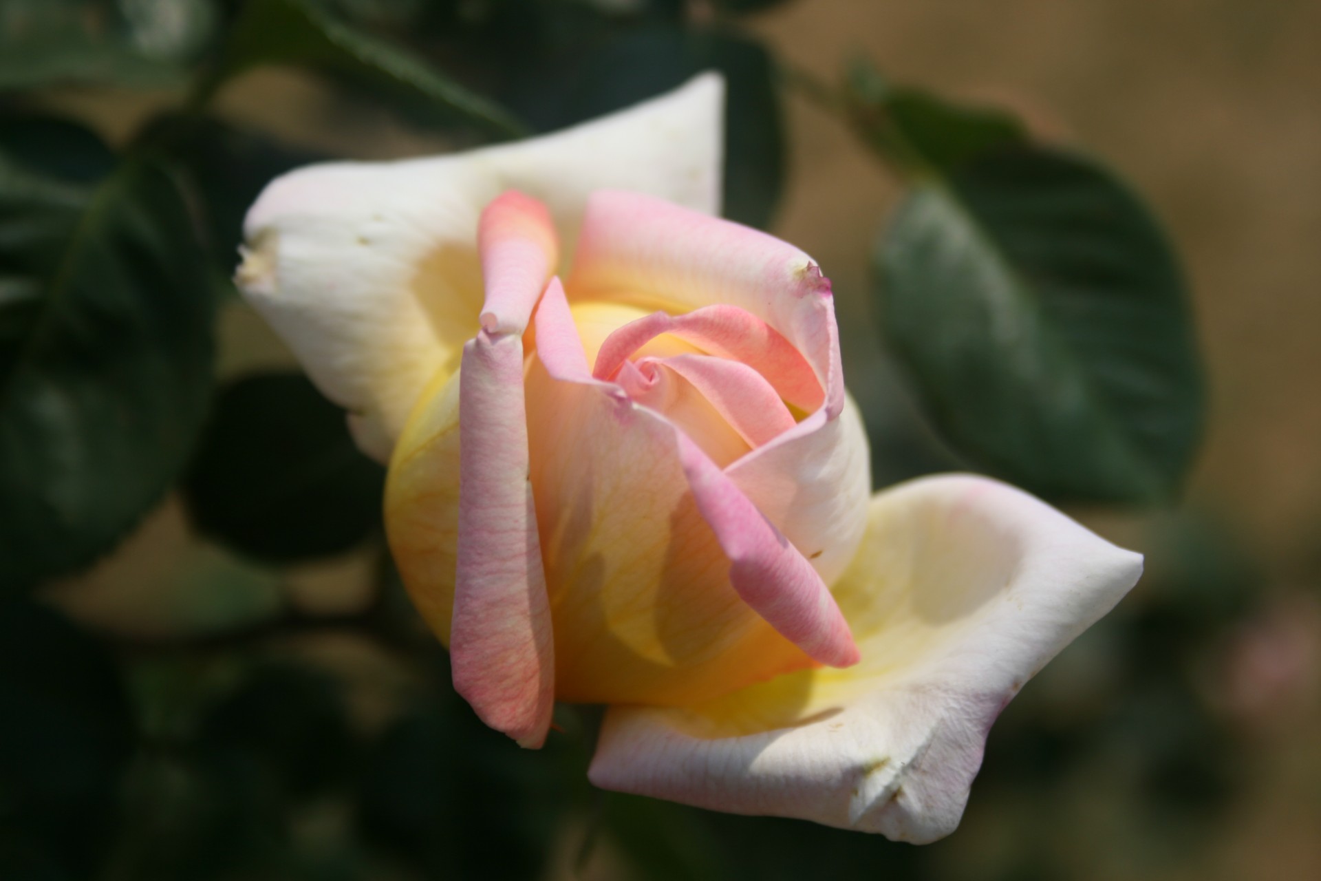 rose flower bloom free photo