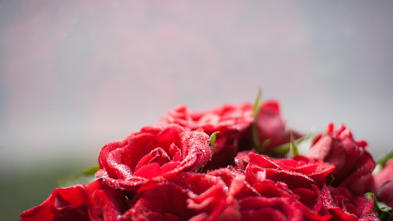 blooming roses red rose love free photo