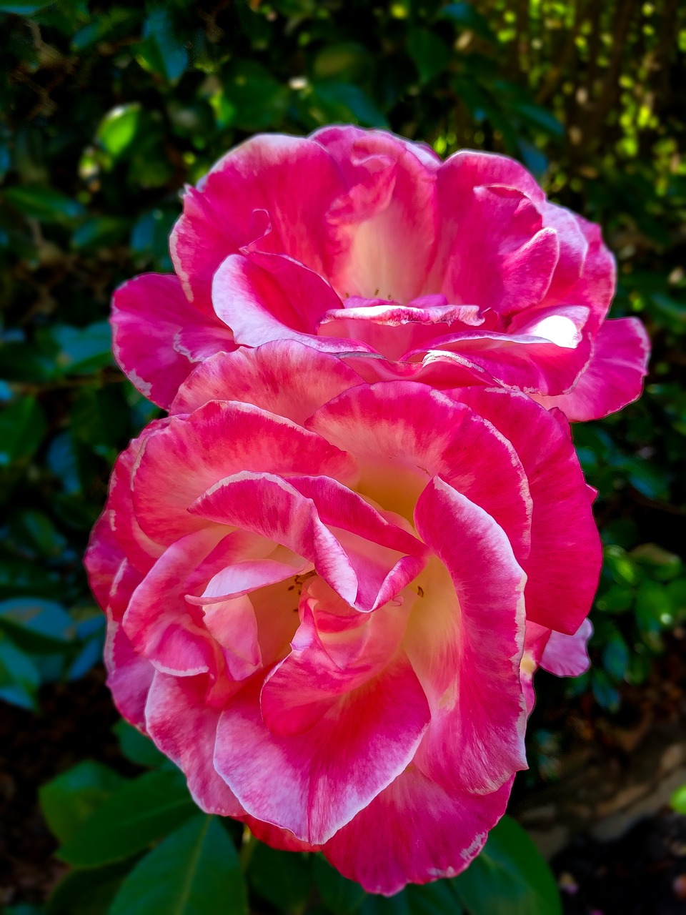 blooming roses portland oregon speckled roses closeup free photo