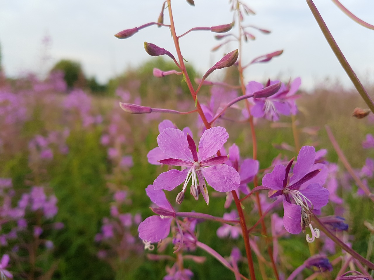 blooming sally nature plants free photo