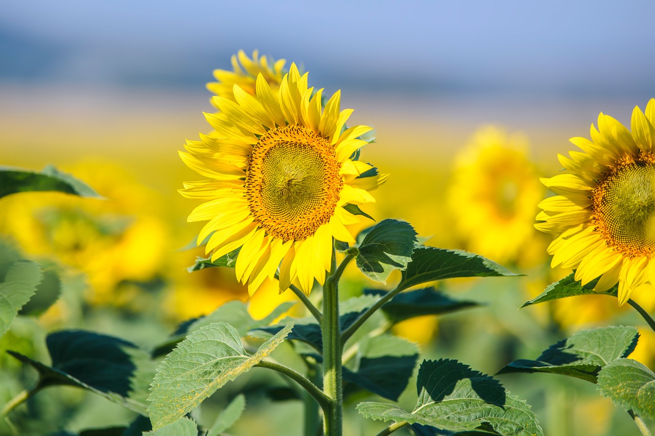 blooming sunflowers sunflower field free photo