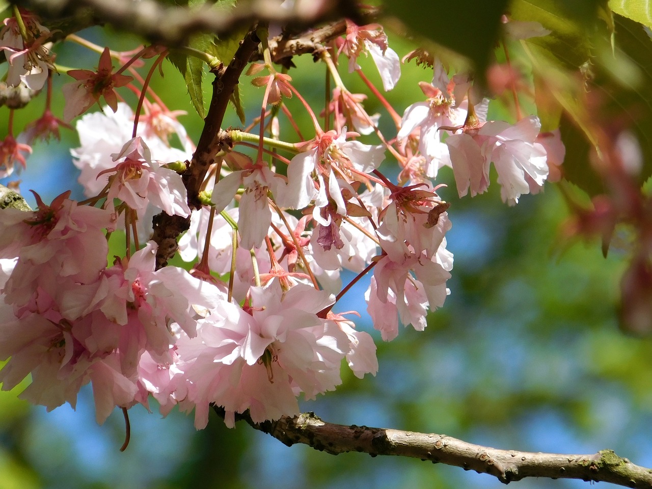 blooming tree pink flowers tree branch free photo