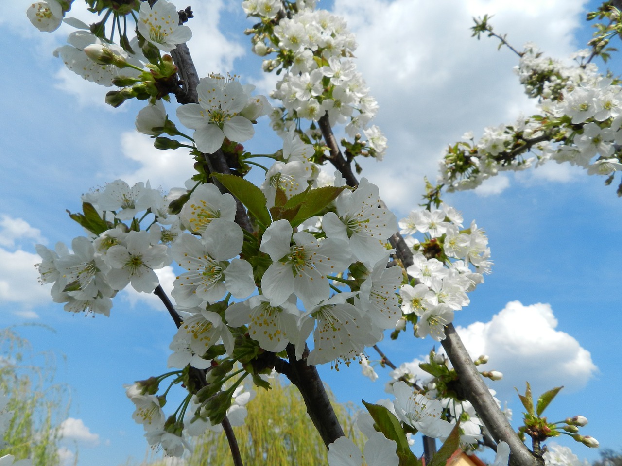 blooming trees mar de primavara nature free photo