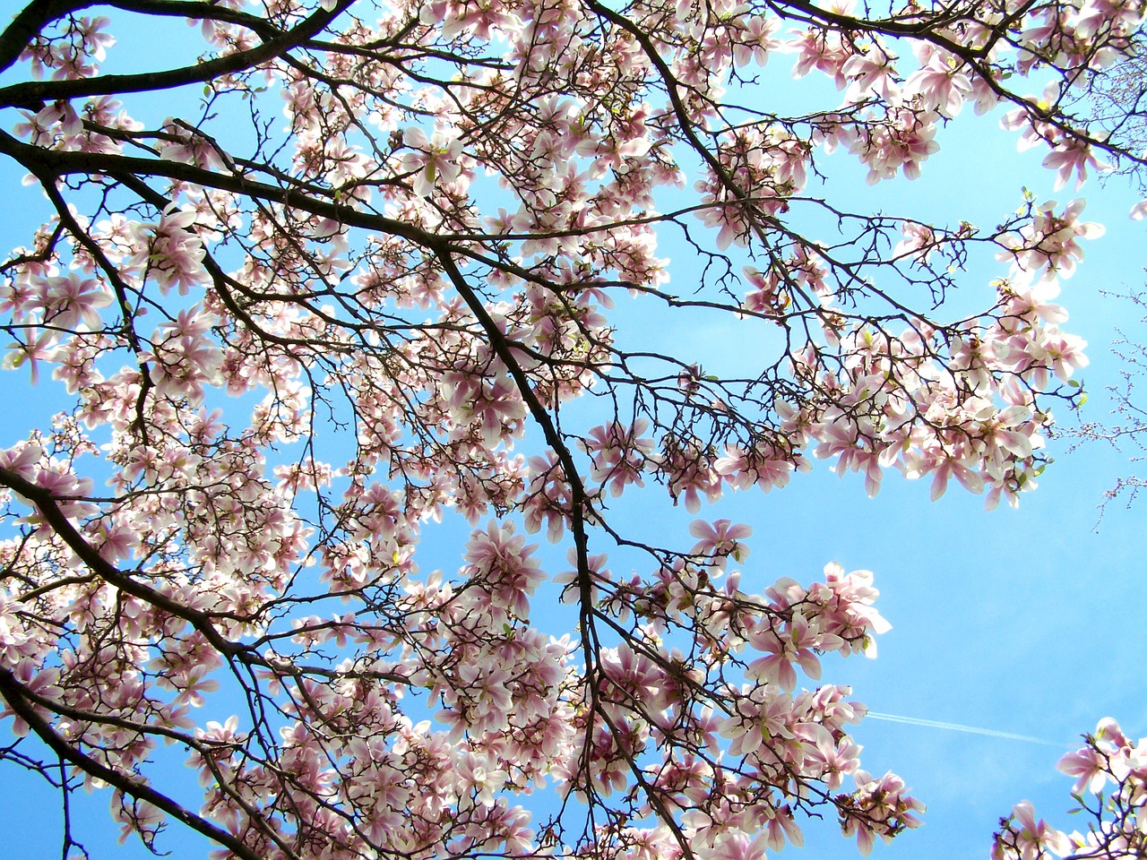 blooming tulip tree magnolia blue sky free photo