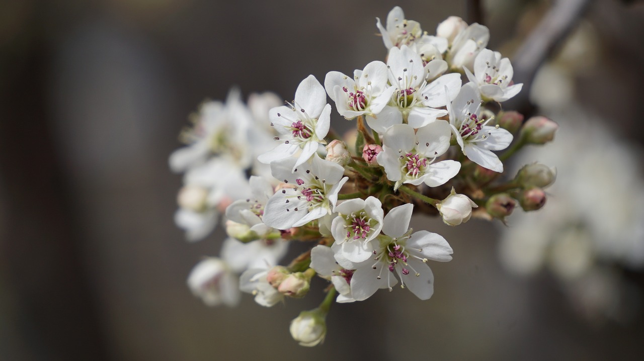 blooms spring white free photo