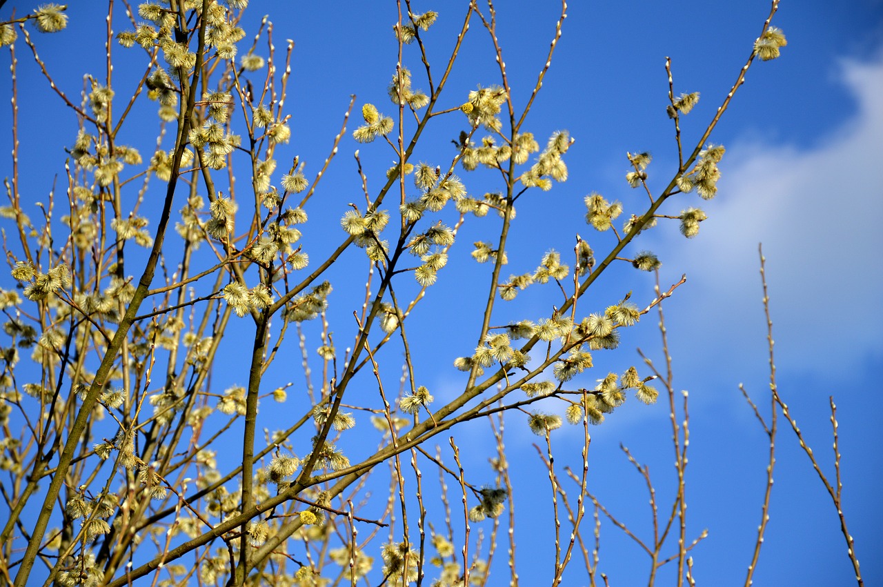 blooms sky spring free photo