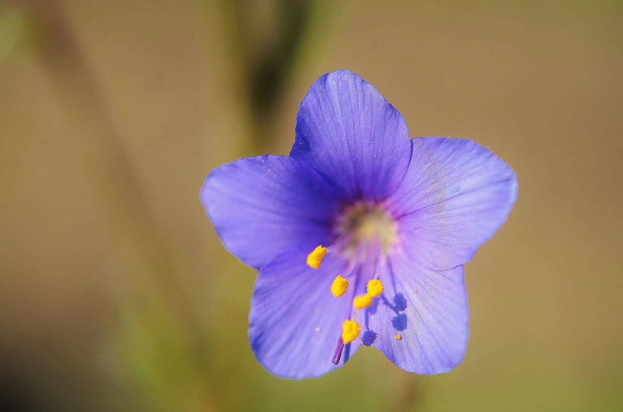 blooms flower macro free photo