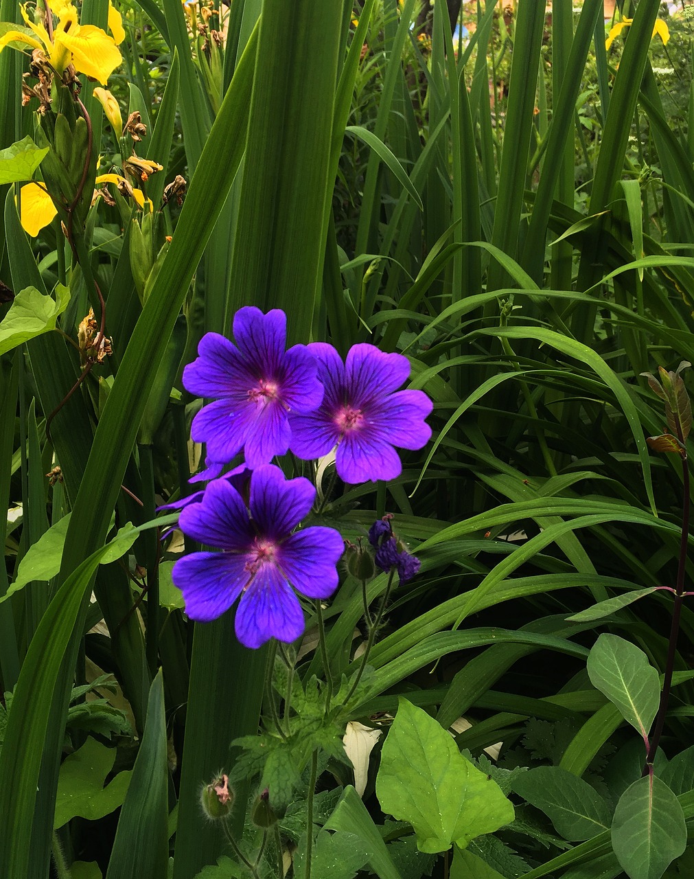 blooms blossoms blooming free photo