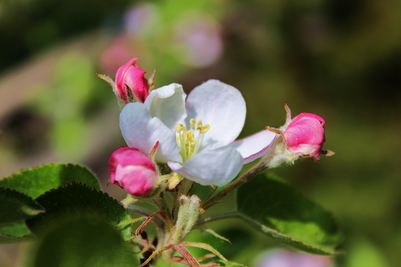 blooms  white flower  spring free photo