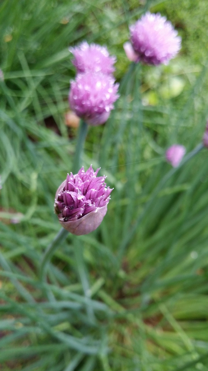 blooms flowers lilac free photo