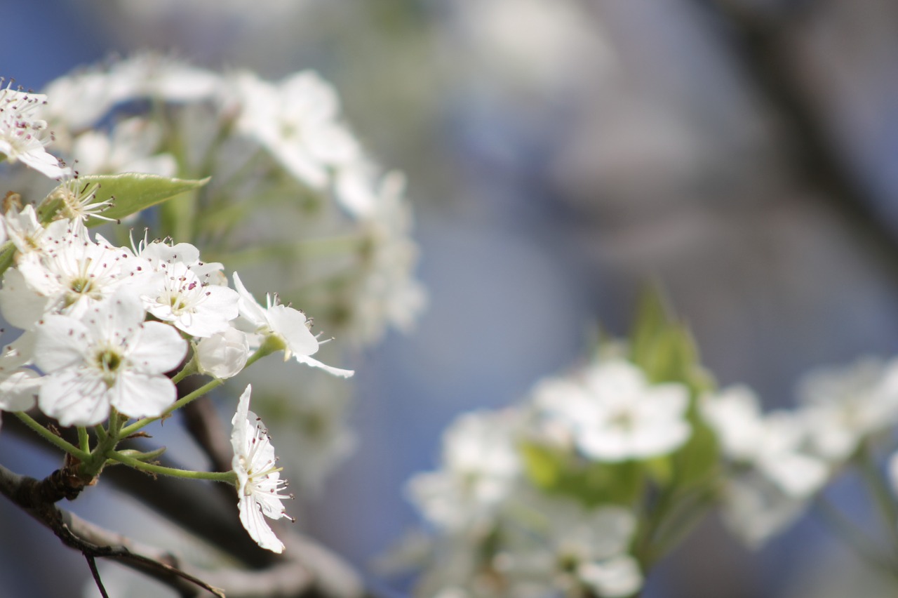 blooms  fruit blossoms  tree free photo