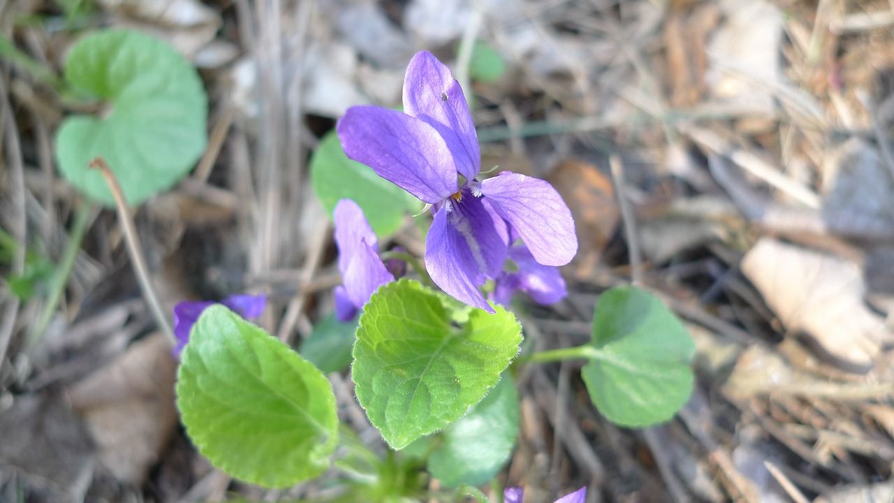 blooms violet spring free photo