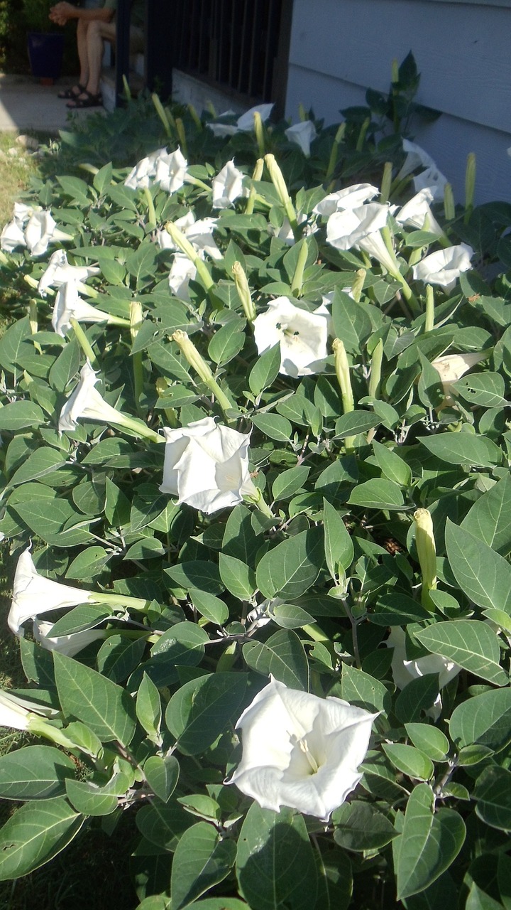 blooms white spring free photo