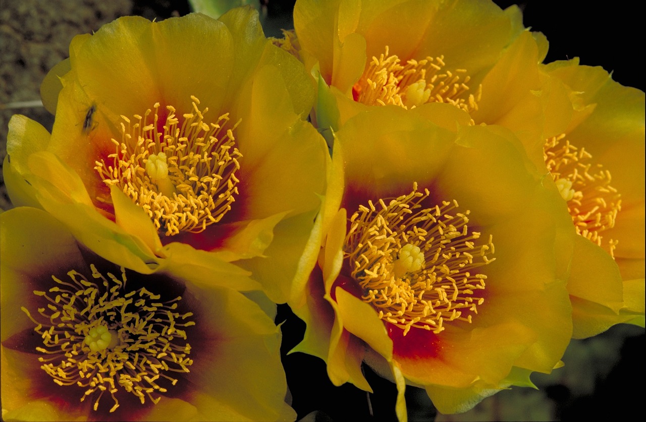 blooms eastern prickly pear cactus flowers free photo