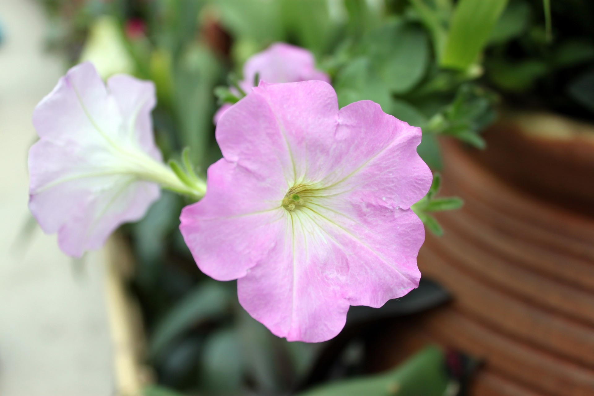 blossom pink flower free photo