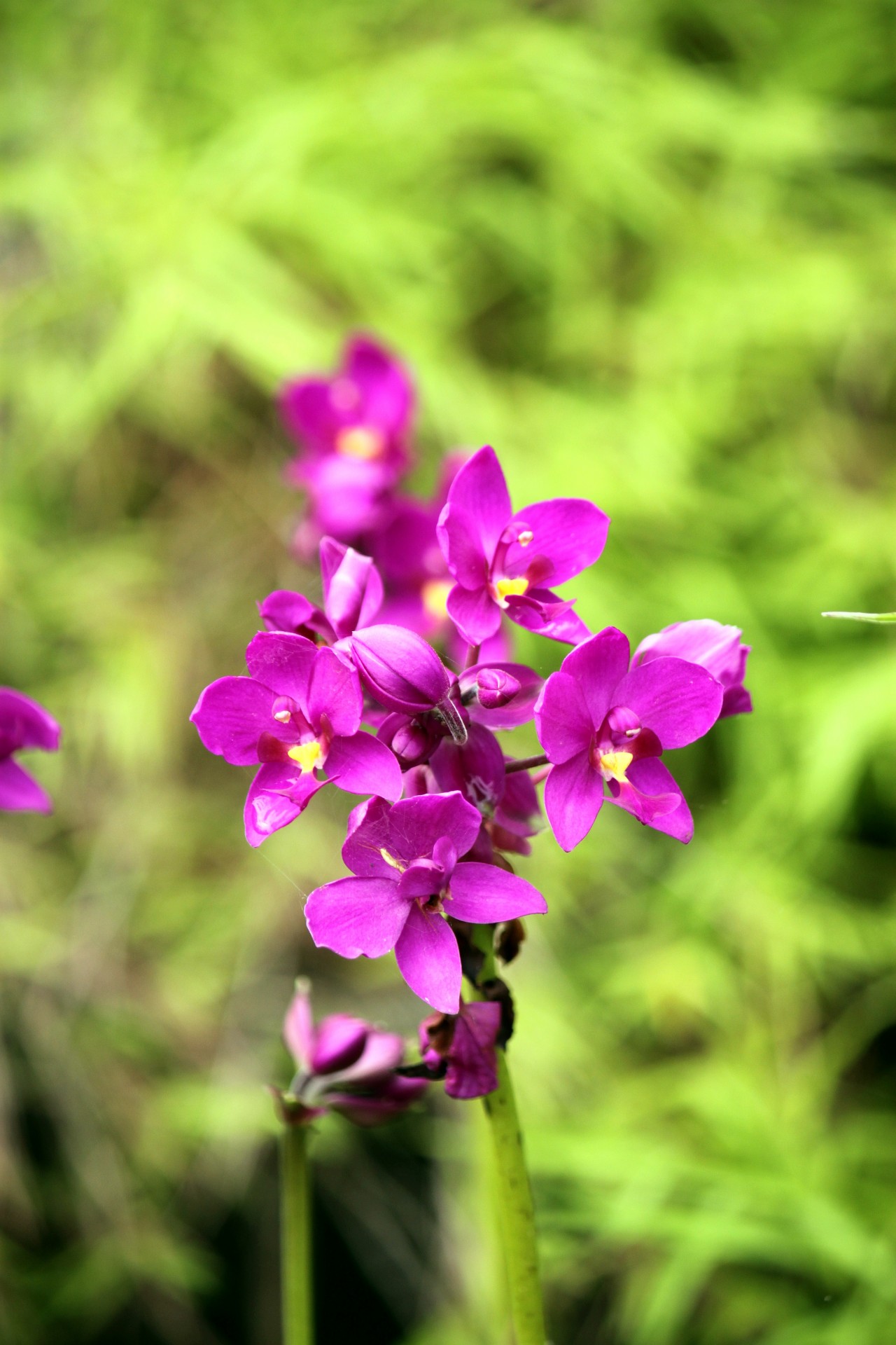 blossom red orchid flower singapore blossom red orchid flower free photo