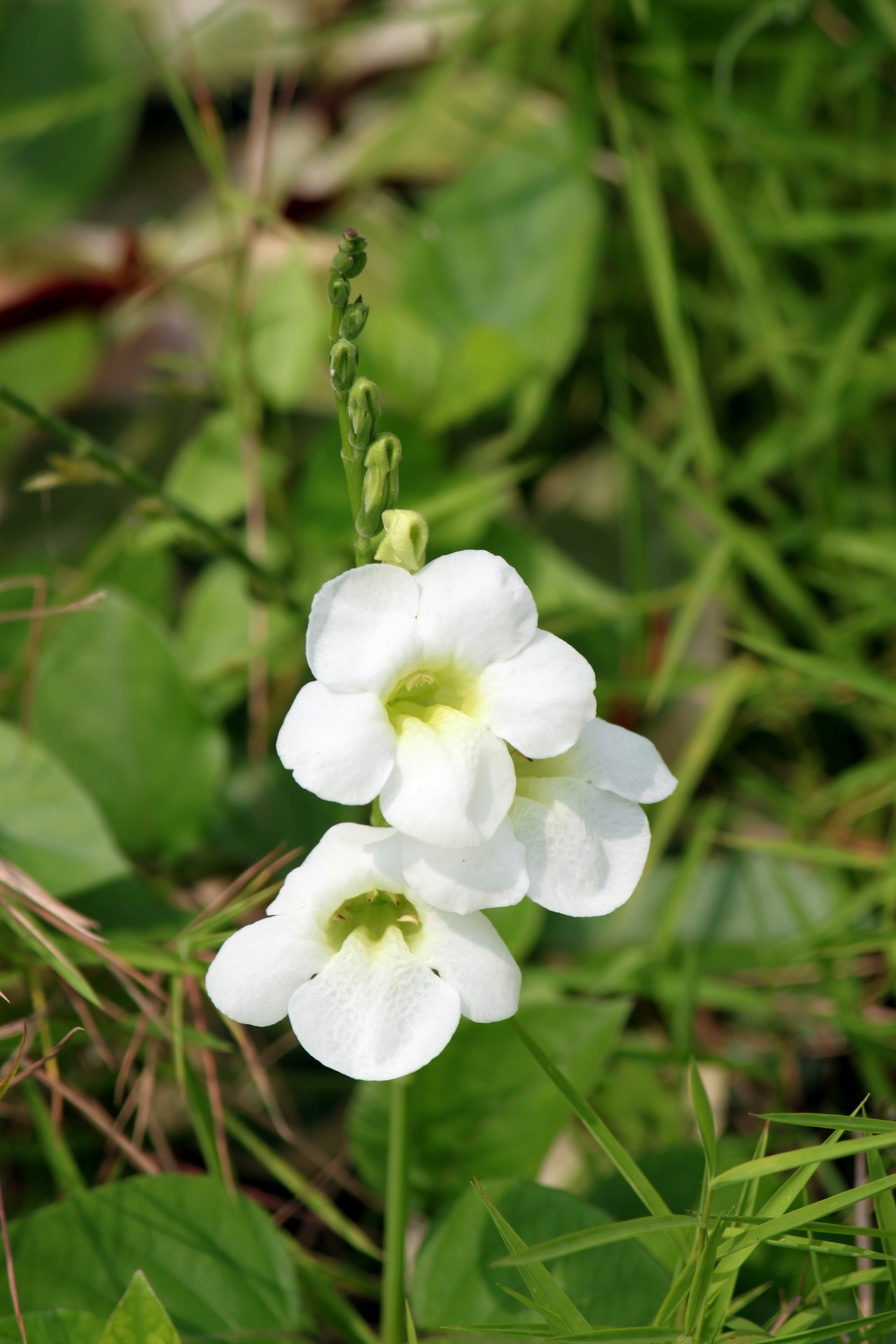 blossom white flower free photo