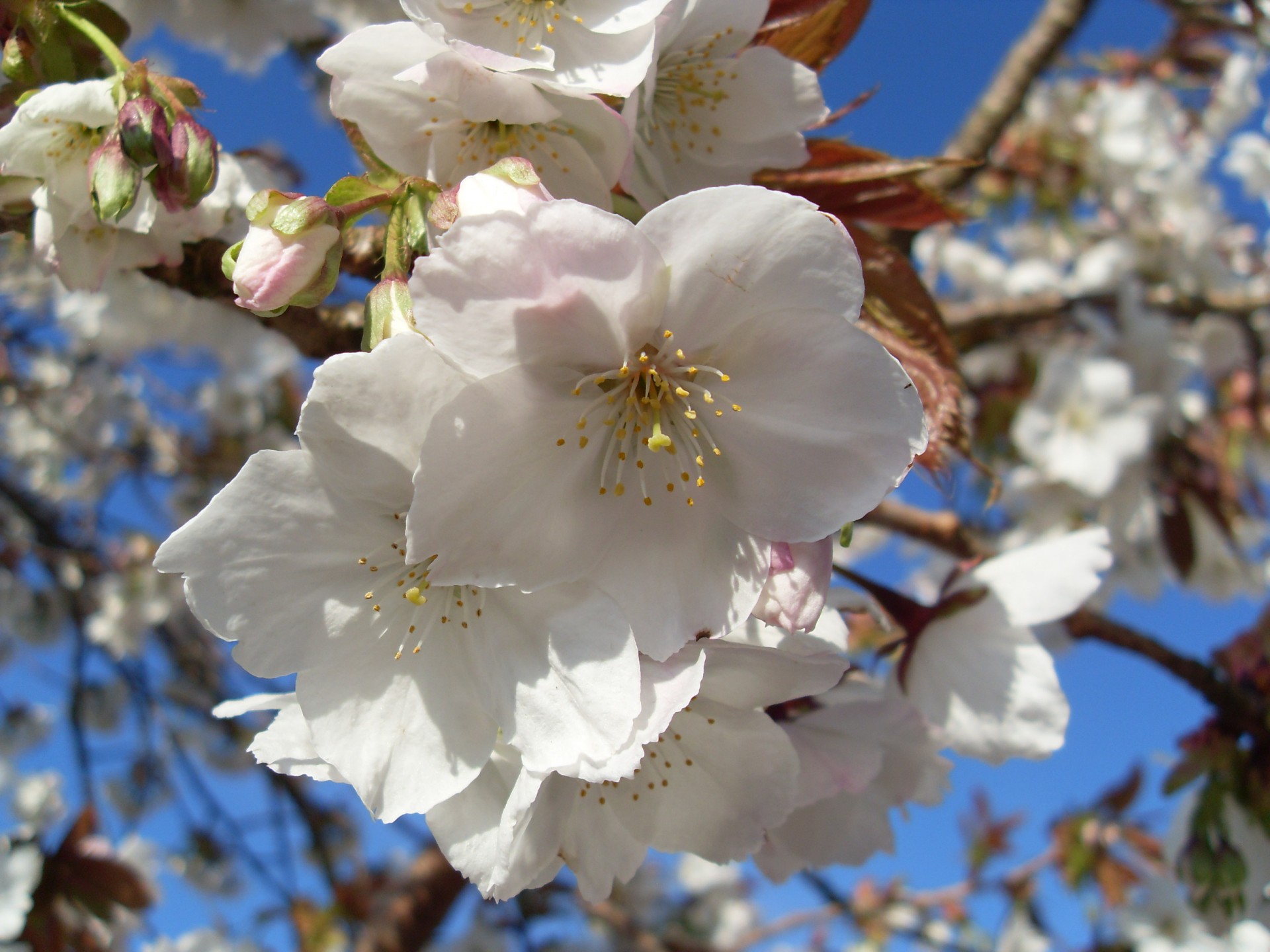 flower tree blossom free photo