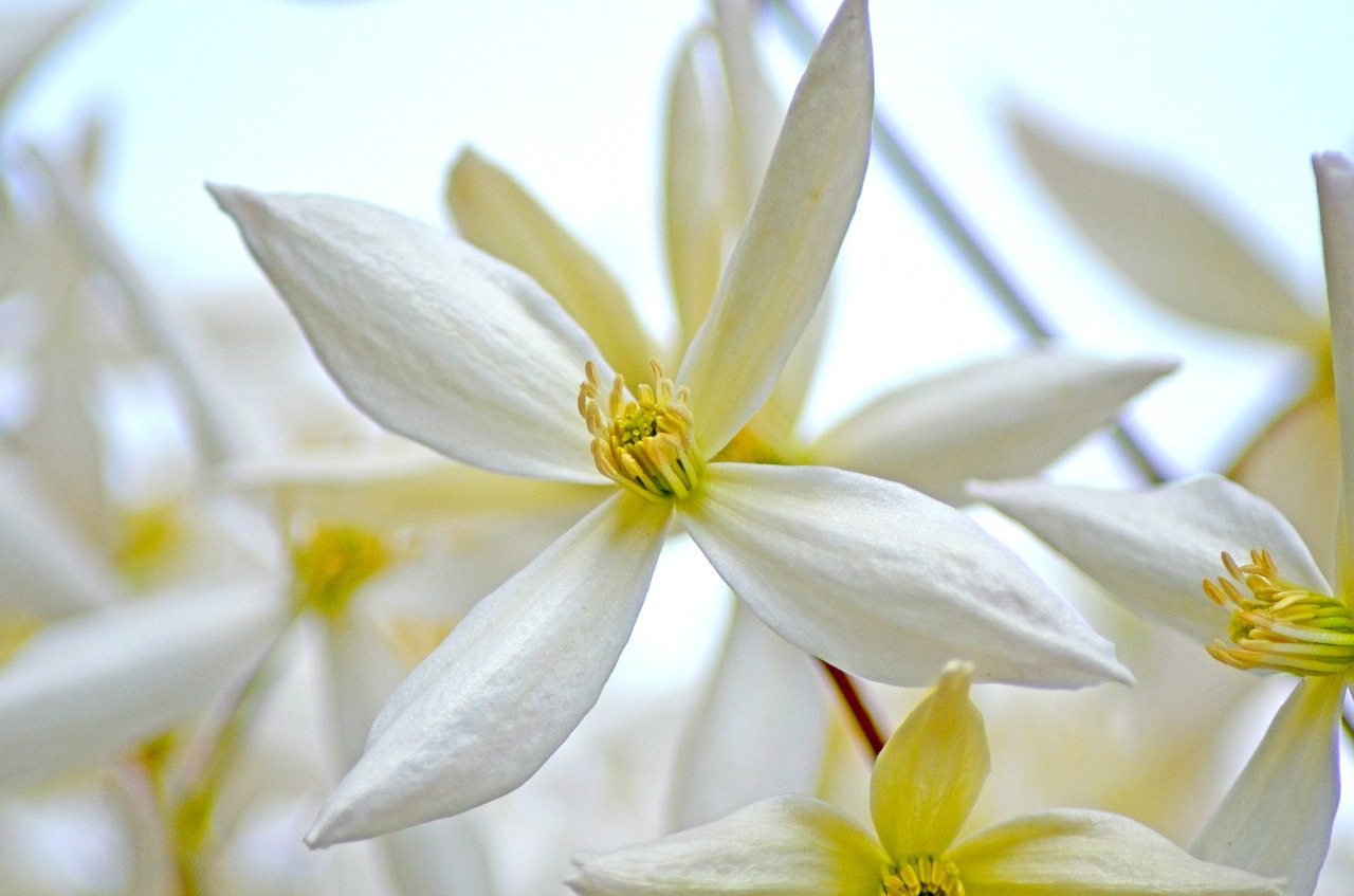 blossom bloom clematis free photo