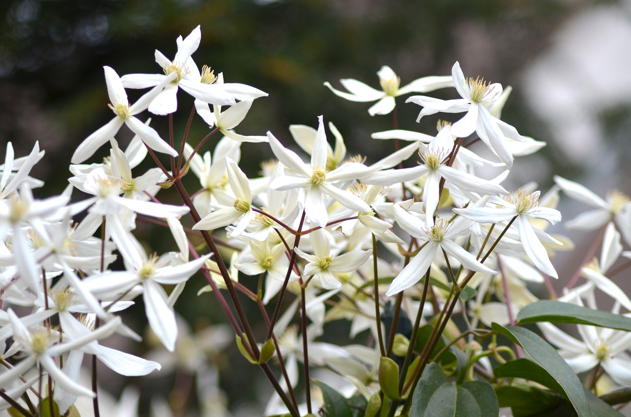 blossom bloom clematis free photo