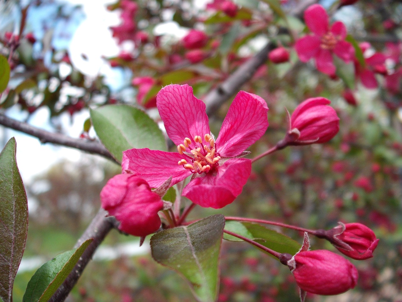crabapple profusion pink blossom free photo